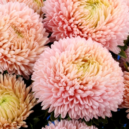 ASTER LOTUS FLOWER