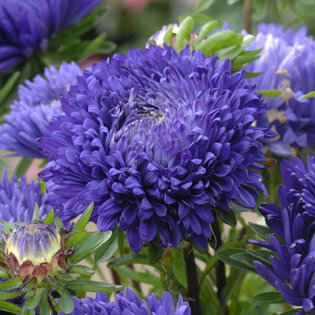 ASTER BLUEBERRY FOOL