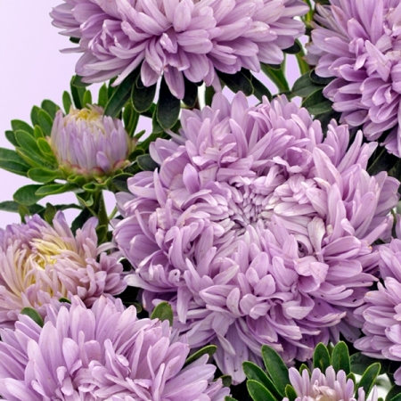 ASTER LILAC MIST