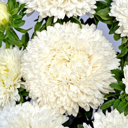 ASTER PHANTOM OF THE OPERA