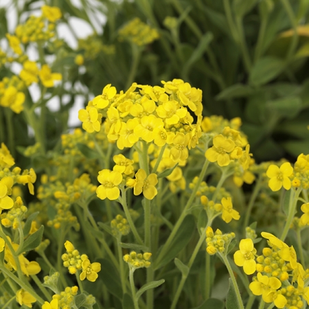 AURINIA GOLDRUSH