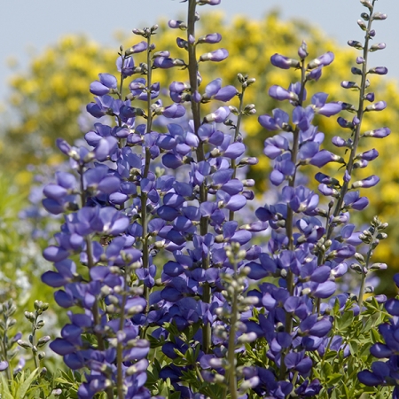 BAPTISIA AUSTRALIS