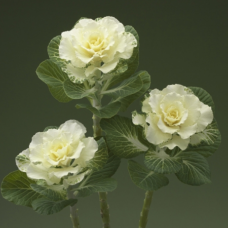 FLOWERING KALE FLARE WHITE F1