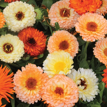 CALENDULA FRUIT BURST MIXED
