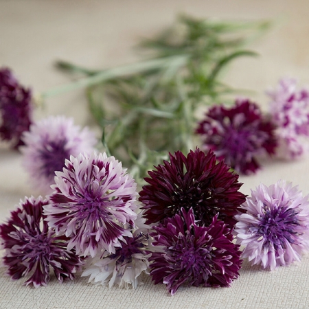 CENTAUREA CLASSIC MAGIC