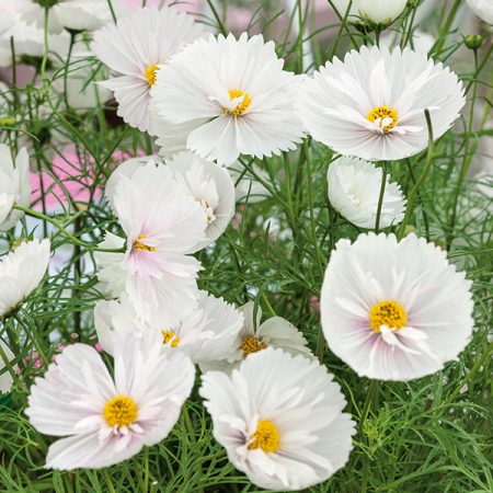 COSMOS CUPCAKES WHITE