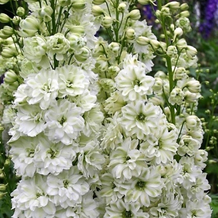 DELPHINIUM SEEDS, GREEN TWIST