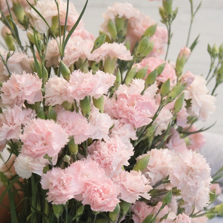 DIANTHUS CHABAUD LA FRANCE
