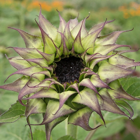 HELIANTHUS SUN FILL PURPLE F1