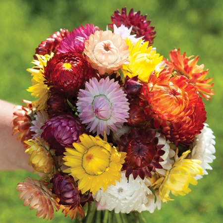 HELICHRYSUM SULTANE MIXED