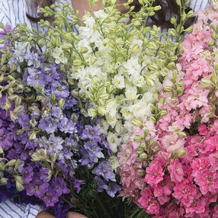LARKSPUR SUMMER BOUQUET MIXED