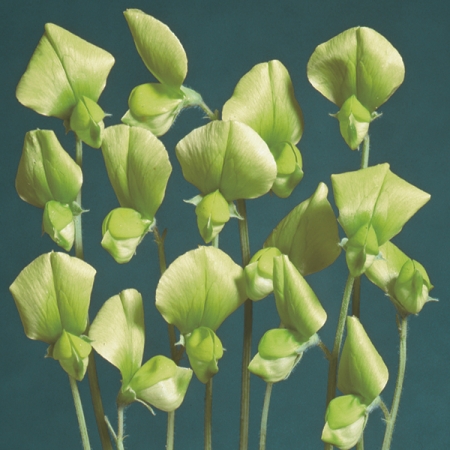 LATHYRUS CHLORANTHUS