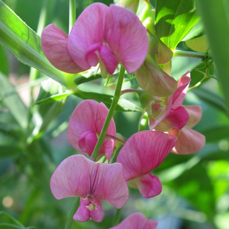 LATHYRUS CIRRHOSUS