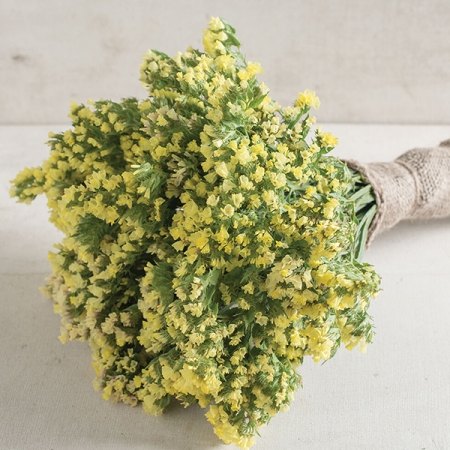 LIMONIUM SEEKER LEMON