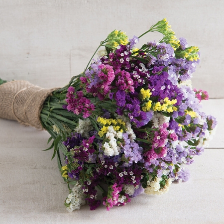 LIMONIUM SEEKER MIXED
