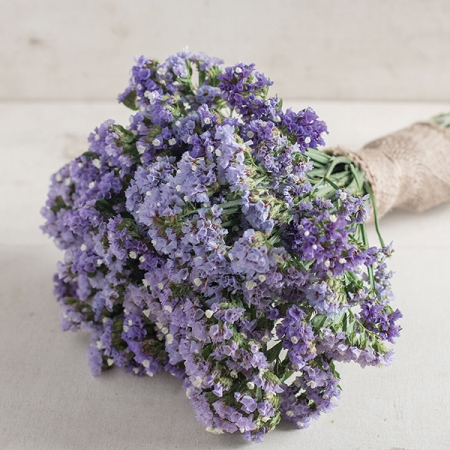 LIMONIUM SEEKER PASTEL BLUE