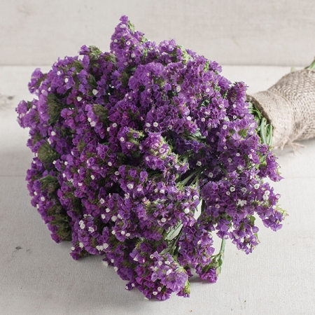 LIMONIUM SEEKER PURPLE