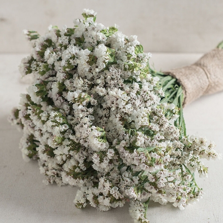 LIMONIUM SEEKER WHITE