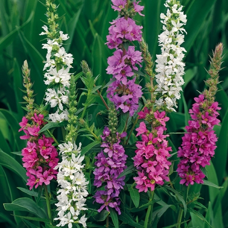LYTHRUM HAPPY LIGHTS