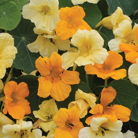 NASTURTIUM BUTTERSCOTCH