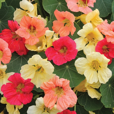 NASTURTIUM TROPICAL FRUITS MIXED