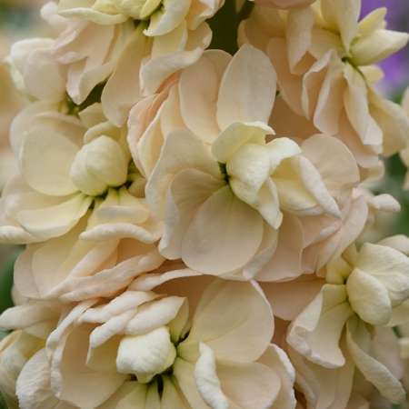 STOCKS AIDA APRICOT