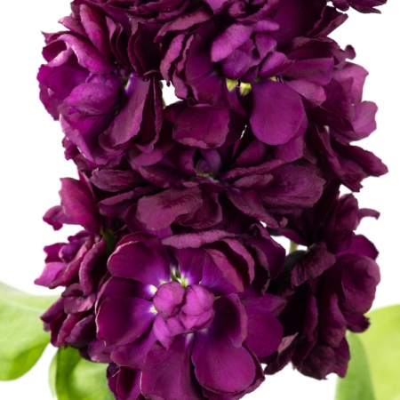 STOCKS AIDA PURPLE