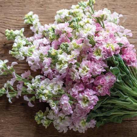 STOCKS ANTIQUE PINK