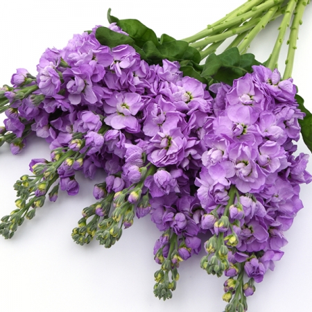 STOCKS FIGARO LAVENDER