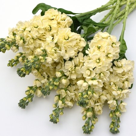 STOCKS MATILDA YELLOW