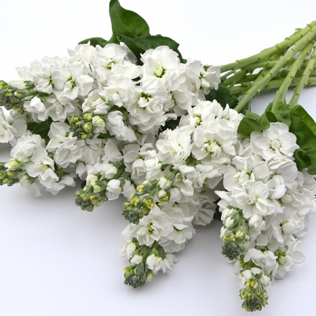 STOCKS TOSCA WHITE