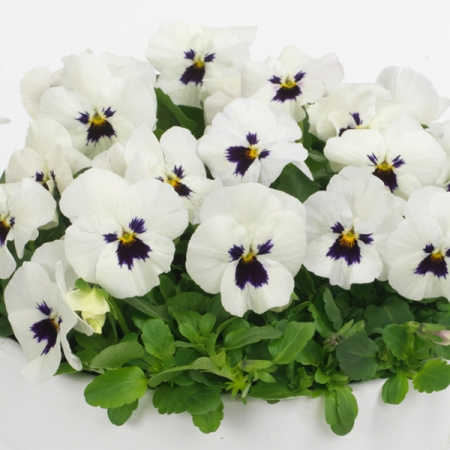VIOLA SORBET WHITE F1