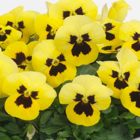 VIOLA LEMON BLOTCH F1