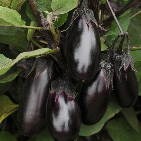 AUBERGINE PATIO BABY F1