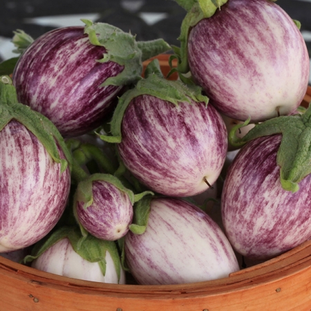 AUBERGINE PINSTRIPE F1