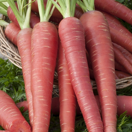 Red carrot deals