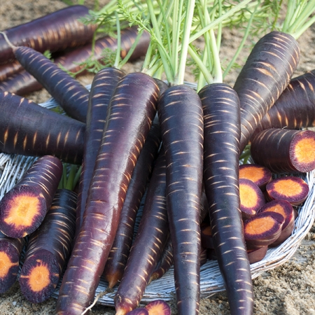 CARROT PURPLE ELITE F1