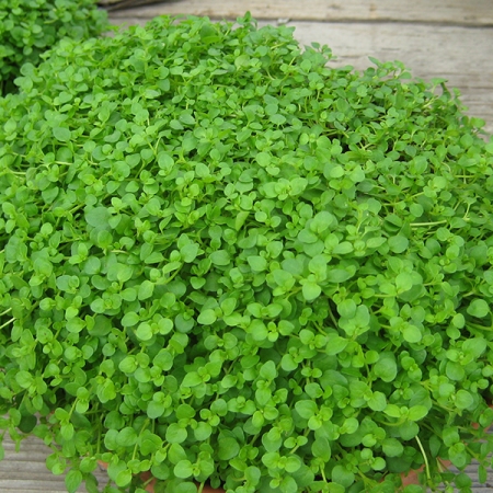CORSICAN MINI MINT