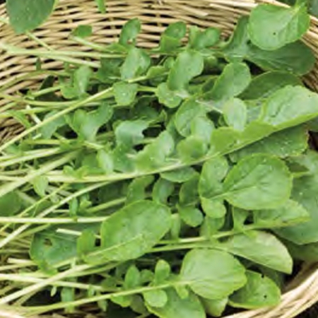 CRESS LAND SIMPLY SALAD