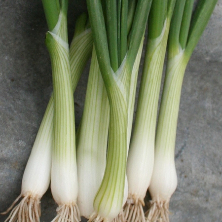 ONION EIFFEL SALAD