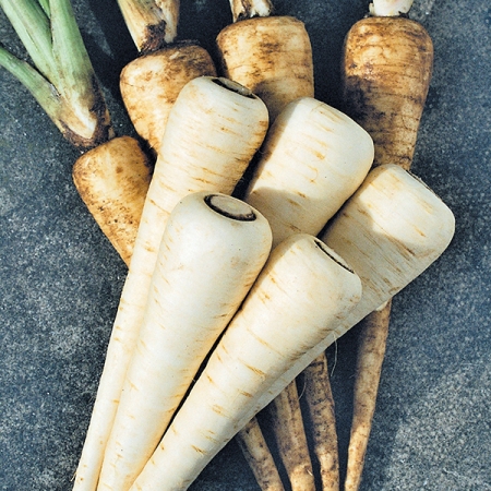 PARSNIP VICTOR F1