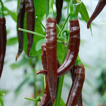 PEPPER CAYENNE CHOCOLATE