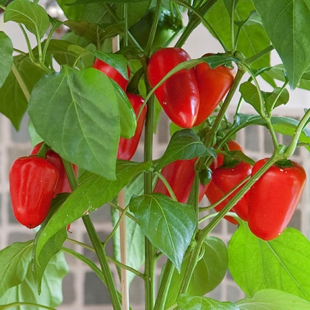 PEPPER FRESH BITES RED