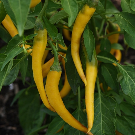 PEPPER CAYENNE GOLD
