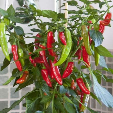 PEPPER HOT FAJITA