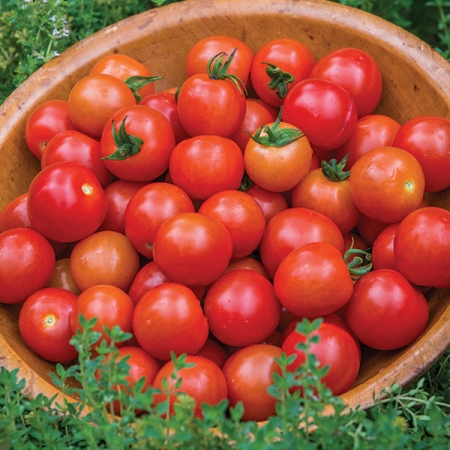 TOMATO CONSUELO