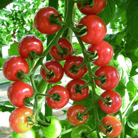 TOMATO SUN CHERRY SMILE F1