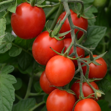 TOMATO TIDY TREATS F1