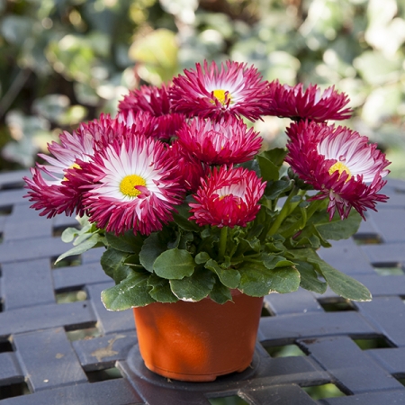 BELLIS BAM BAM RED
