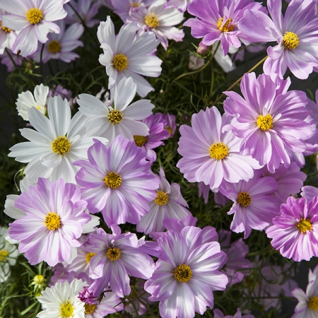 COSMOS APOLLO LOVESONG